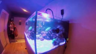 Go pro walk around EA reef 1500s Kessil lights purple tang frostbite clowns amp others [upl. by Luttrell]