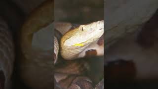 Top 5 Most Dangerous Snakes in the World [upl. by Emily]