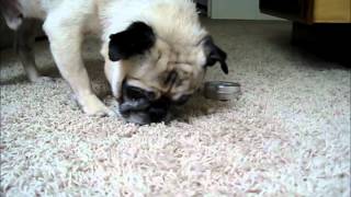 Pug eats a tin of Snout Soother [upl. by Orelie789]