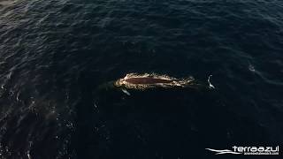 Fin Whales in São Miguel Azores Islands  TERRA AZUL™ [upl. by Nonad857]