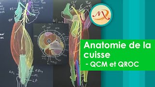 Anatomie de la cuisse QCM et QROC [upl. by Anelad424]