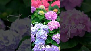 How to Care for Hydrangeas The Ultimate Guide to Endless Summer Hydrangea Care  Tips shorts [upl. by Anerys]