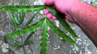 Japanese fern hunt the brake ferns genus Pteris [upl. by Chien]