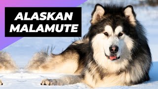 Alaskan Malamute 🐶 The Fluffiest Snow Dog Youll Ever Meet [upl. by Ocsecnarf]