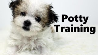 How To Potty Train A Havamalt Puppy  Havamalt House Training Tips  Housebreaking Havamalt Puppies [upl. by Alleris731]