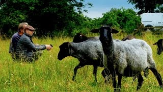 Rauhwollige Pommersche Landschafe  Alte Nutztierrassen Folge 104  Dokumentation Schafzucht [upl. by Tenenbaum338]