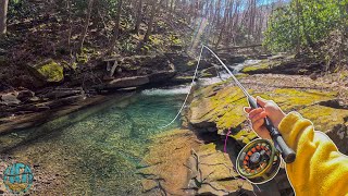 My first dry fly fish of the YEAR Fly Fishing a TINY Creek for Trout [upl. by Laaspere]