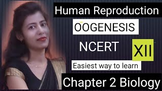 Oogenesis Human reproduction class 12 biology educationk6111 [upl. by Assilem]