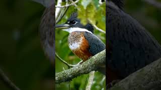 Vejam o Martim pescador grande birds faunabrasileira animals selvagens wildlife nature [upl. by Anders101]