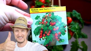 Balkontomaten Red Robin aussäen 🍅 Einfache Anleitung [upl. by Otsuaf986]