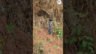 The Blackheaded jay or lanceolated jay Garrulus lanceolatus Eurasian jay close relative bird [upl. by Acinoryt]