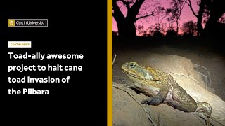 Toadally awesome project to halt cane toad invasion of the Pilbara [upl. by Paymar]