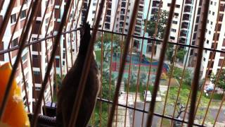 Jambul bird Singapore [upl. by Aenahs]