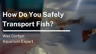 How Do You Safely Transport Fish [upl. by Nylssej466]