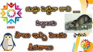 Mammals platypus animal in telugu education  videos [upl. by Alisun]