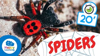 SPIDERS🕷️  Animals for Kids  Fun and Educational Spider Facts for kids [upl. by Haet]