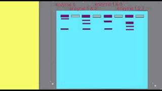 DNA FINGERPRINTING MAPPING A PLASMID 3 [upl. by Llehsam152]