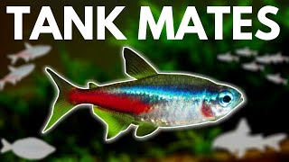 7 BEST Neon Tetra Tank Mates You Need to Try [upl. by Torray]