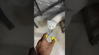 Meo cat food  billo rani ke maje hi maje shorts [upl. by Cirdor584]