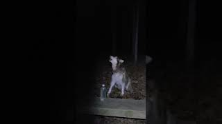 Giant Alaskan Malamute Howls with Coyotes [upl. by Kalli]