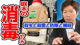 庭木の消毒作業のやり方と捕殺について【庭師が解説】 [upl. by Intirb]