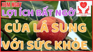 ĂN LÁ SUNG CÓ TÁC DỤNG GÌ LỢI ÍCH BẤT NGỜ KHI ĂN LÁ SUNG MỖI NGÀY VÀ NHỮNG LƯU Ý KHI ĂN KTSK [upl. by Wylde326]