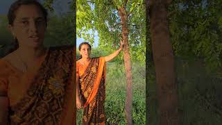 Sandalwood tree farming sandalwood wood nature organicfarming [upl. by Nomor383]