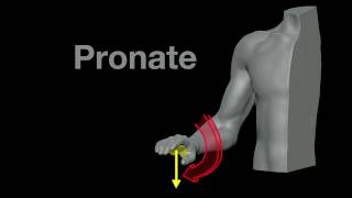 Arm Muscles 21 Pronation and Supination [upl. by Nytram568]