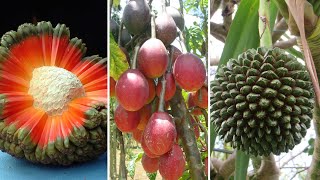 10 Frutas Exóticas Mais DIFERENTES e INCRÍVEIS Que Existem Pelo Mundo  Parte 6 Frutas Nativas [upl. by Nywde]