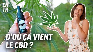 Jai testé pour vous  comment on fabrique du CBD [upl. by Kallick832]