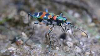 ハンミョウ Cicindela chinensis japonica [upl. by Walford471]