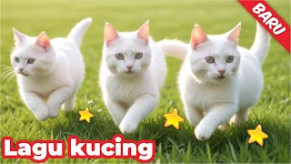 KUCING COMEL LAWAK  KUCINGKU 3 KABEH LEMU2  LAGU KUCING LAGU KUCING  KUCING MEONG MEONG MARAH [upl. by Sallyann479]