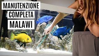 Manutenzione completa ACQUARIO MALAWI 💦 [upl. by Tristan]