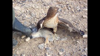 Falconry Falcons Accipiters Buteos Part 2 [upl. by Ziana868]