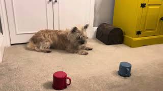 Cairn Terrier Cup Challenge [upl. by Sophy]