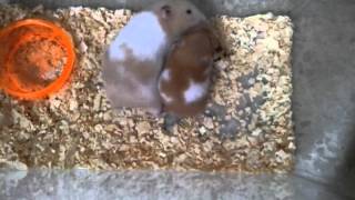 2 Syrian hamster fight for a sweet corn [upl. by Stacey]