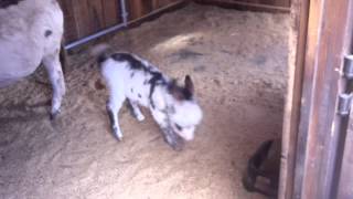 Spotted white miniature donkey foal Dakota frollicking at 3 weeks [upl. by Nisay83]