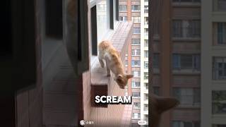 Saving A Cat From Jumping Off 30 Story Building 💔animalrescue orangecat wholesome [upl. by Bond789]