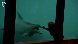 🐬 Dolfinarium  Ontdek Beleef Verdiep [upl. by Claudell]