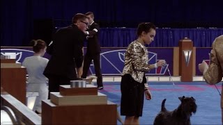 AKC Junior Showmanship Finals [upl. by Gustavus]