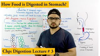 Digestion in the stomach [upl. by Hannad]