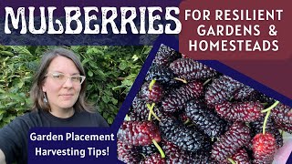 How Mulberries Build Resilience in my Food Forest System amp Why They Arent for Everyone [upl. by Aurita]