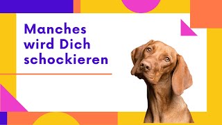 Wie Du  Verhalten von Hunden erkennen und verstehen [upl. by Ayala]