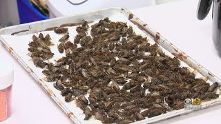 Maryland Candy Shop Selling ChocolateCovered Cicadas Shares Recipe [upl. by Lewie845]