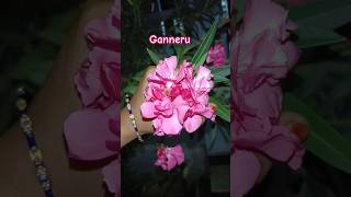 Ganneru plants beauty beautuful ytshorts nature naturelovers [upl. by Nalaf]