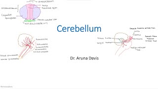 Cerebellum [upl. by Ynohta]