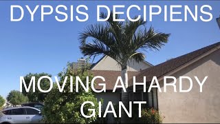 RARE PALM DYPSIS DECIPIENS  How to move a GIANT Crown shaft PALM🌴 [upl. by Alfeus]