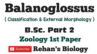 Balanoglossus in hindi Rehans Biology Acorn Worm Hemichordata BSc 2nd year zoology 1stpaper [upl. by Ynamreg]