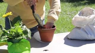 How to Repot a Gerbera  Gerbera Plant Care [upl. by Esina]