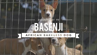 ALL ABOUT BASENJI THE AFRICAN BARKLESS DOG [upl. by Darla146]